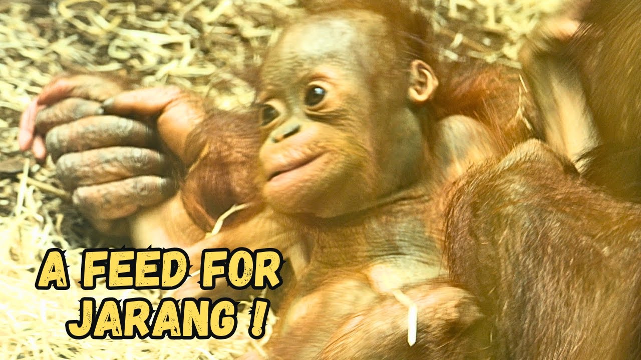 Baby Orangutan Jarang Runs In For A Feed