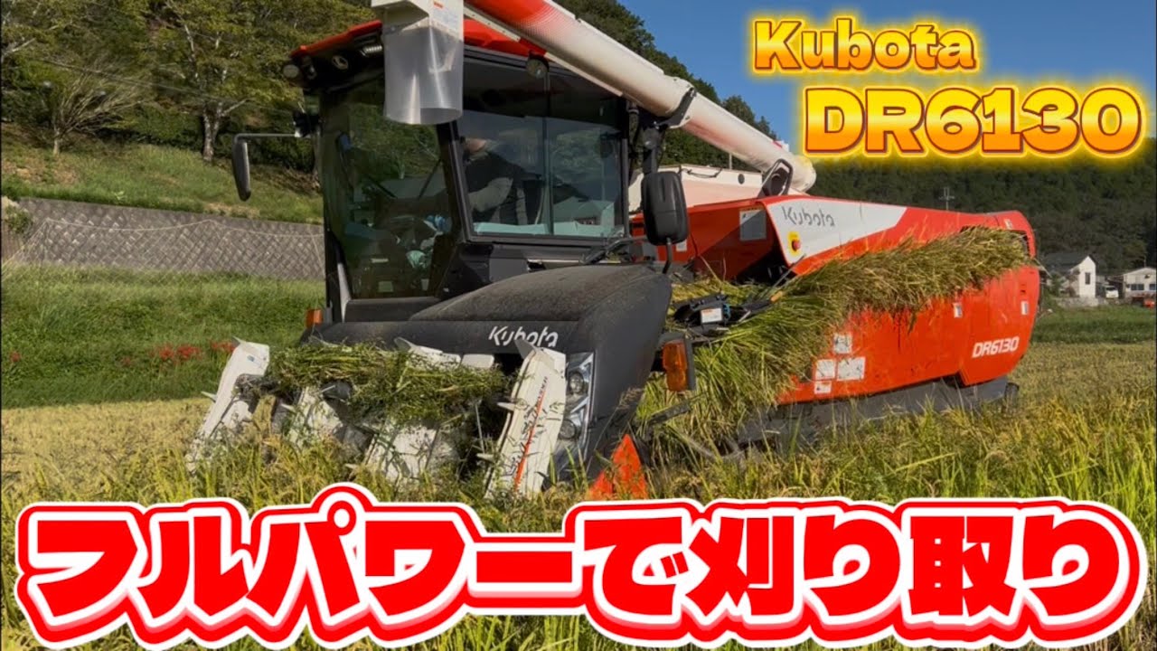 Kubota DR6130クボタの6条130馬力コンバインで刈り取りSTAR🏃‍♂️