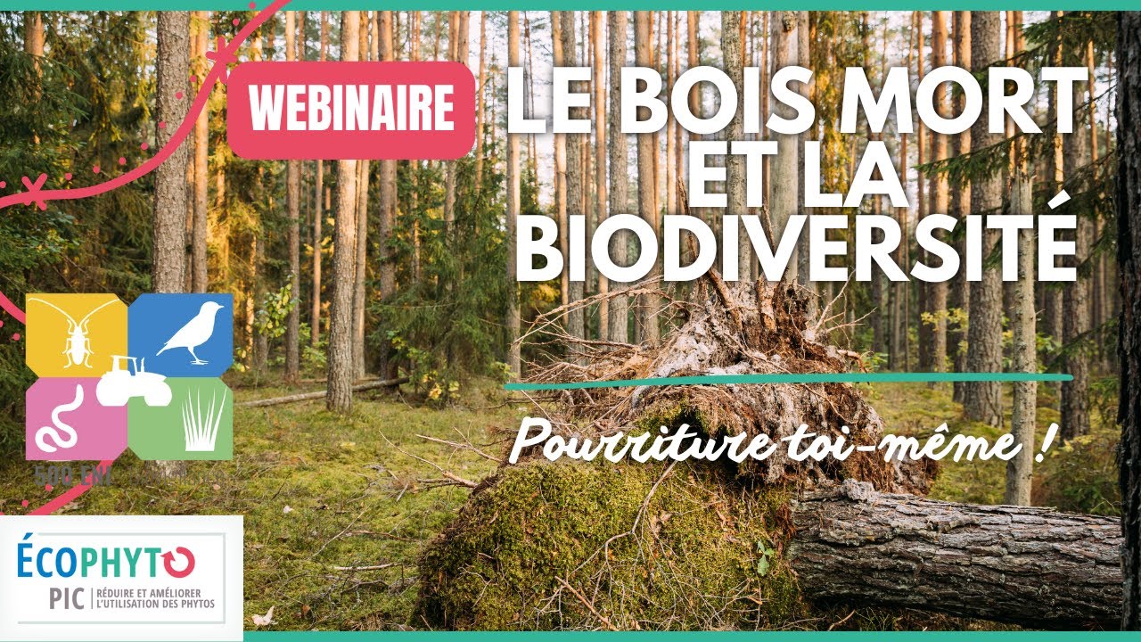 Webinaire OAB- ENI - Vincent Chassany : Biodiversité et bois mort