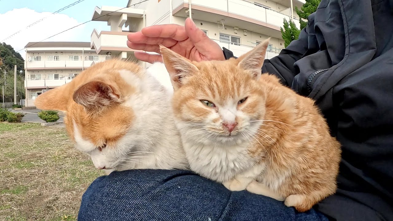 Котенок сидит на коленях у человека со старшей кошкой, чтобы согреться
