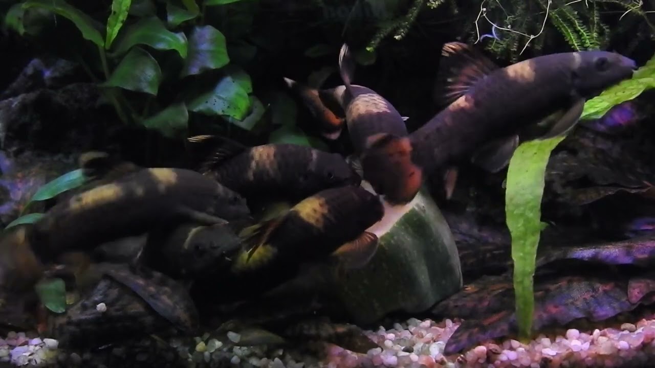 Panda Garra, Garra flavatra