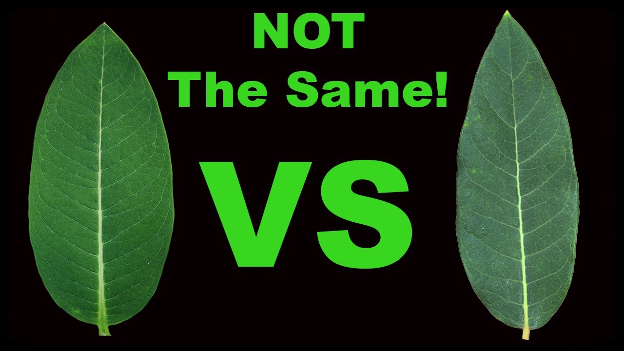 Milkweed or Dogbane? Unraveling the Mystery of Common Lookalikes🌿🌿