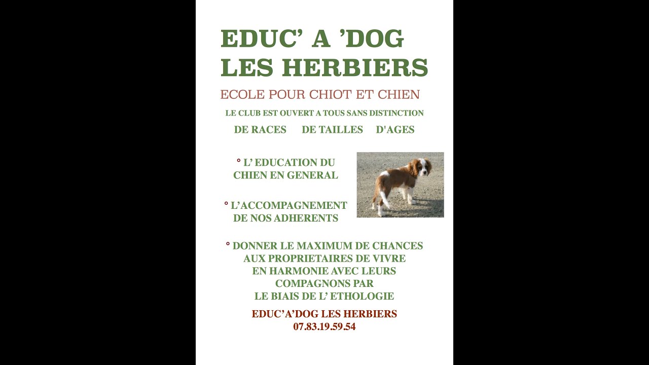 Apprendre a votre chien a marcher en laisse, les techniques