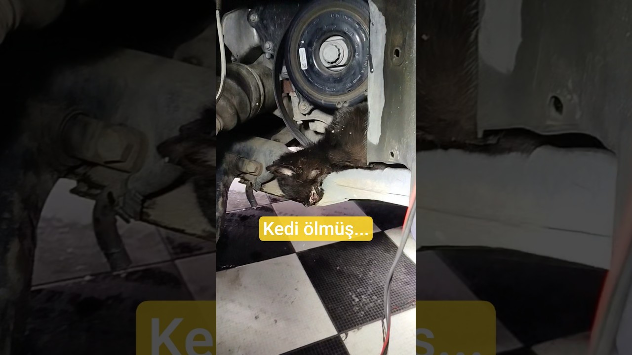 kedi kayışın arasında kalmış.... 