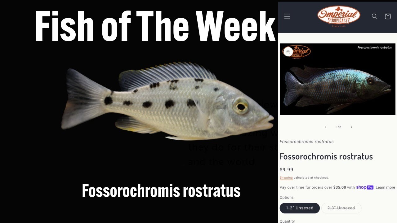 Fossorochromis rostratus