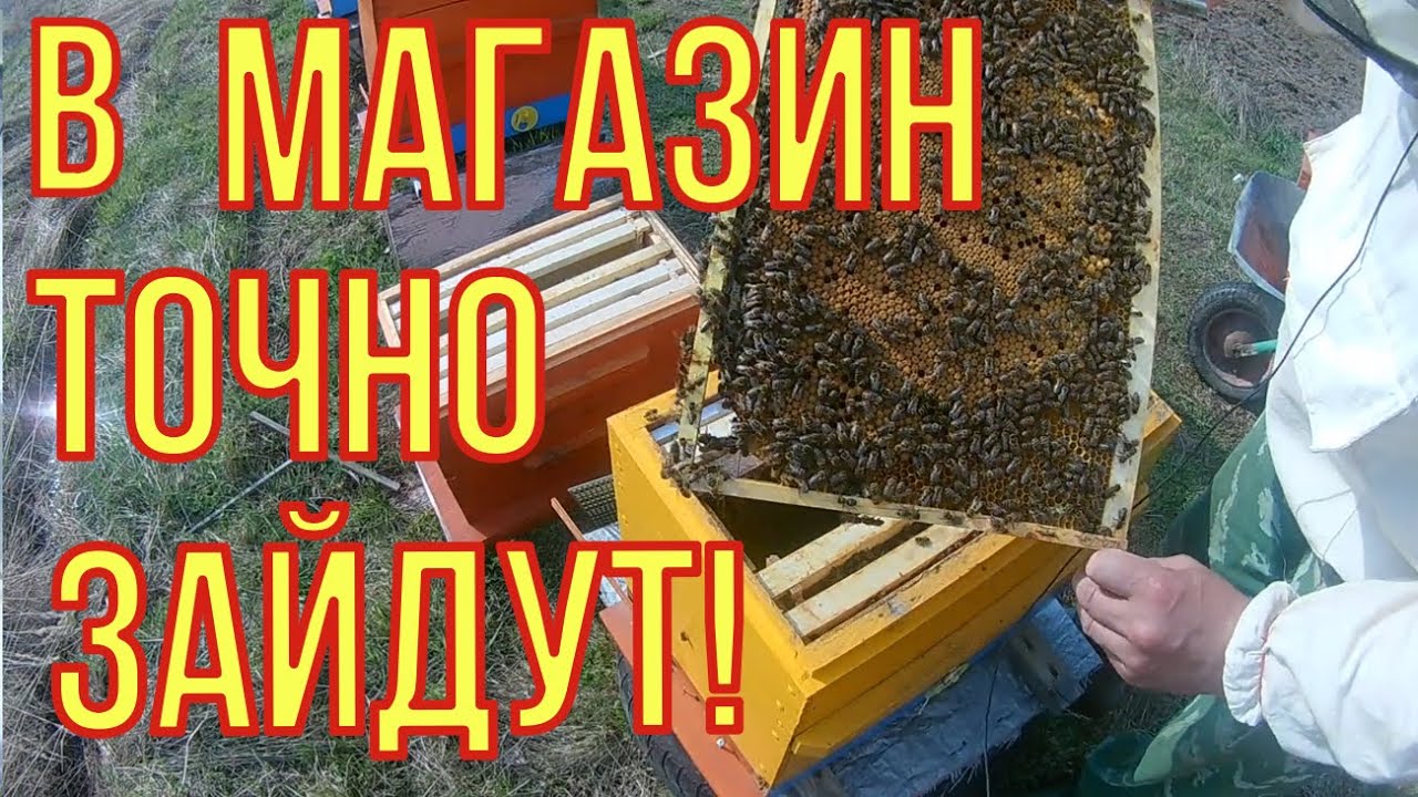 Как заставить пчелу зайти в магазины. Расширяем и боремся с роением.