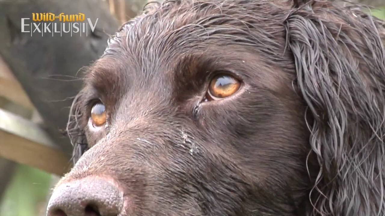 WILD UND HUND EXKLUSIV 48 - Der Soloj&auml;ger