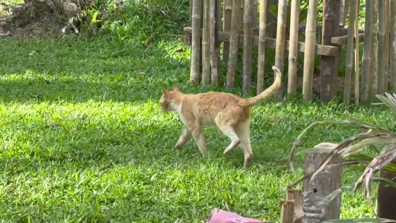 Neko the king