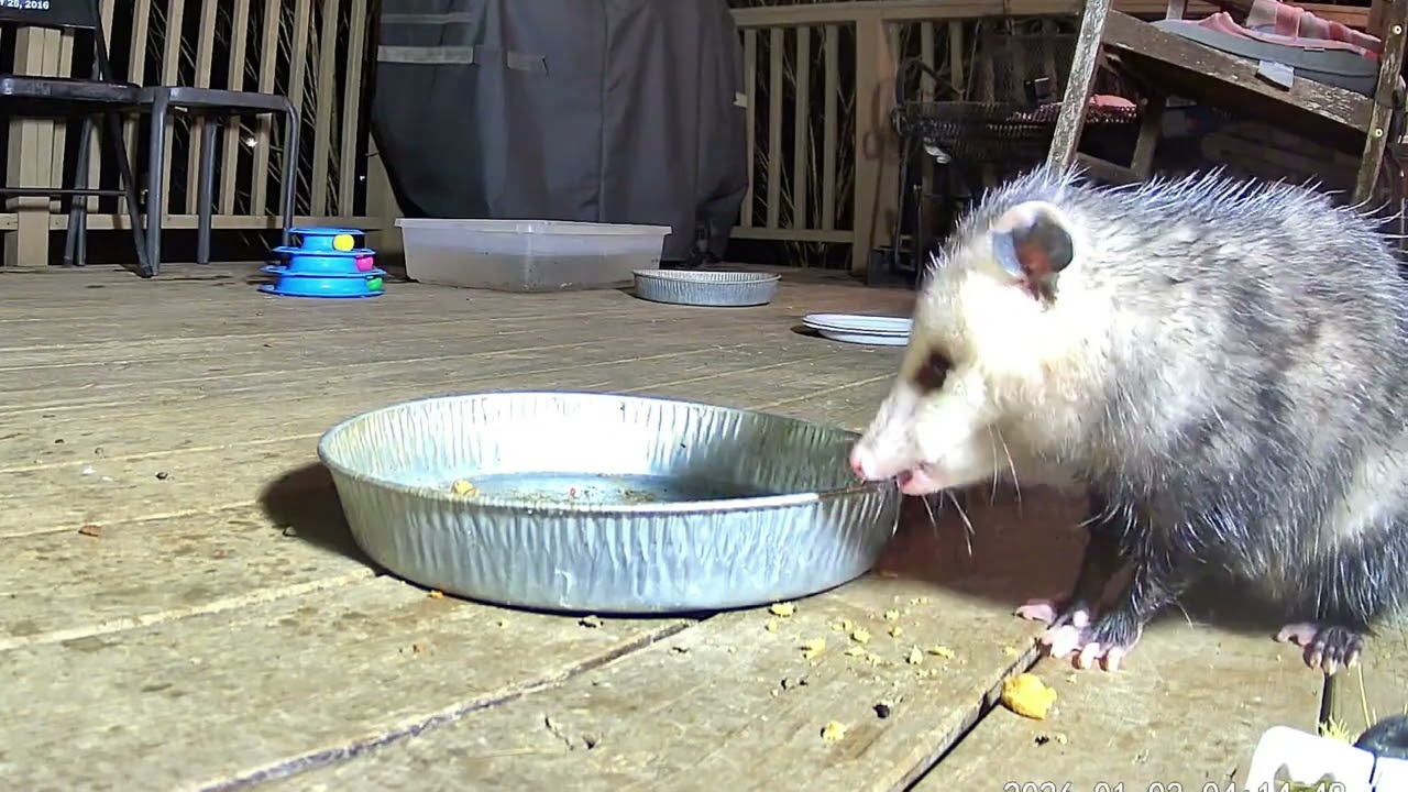 Raccoons opossums straycat munching @crittertime308 