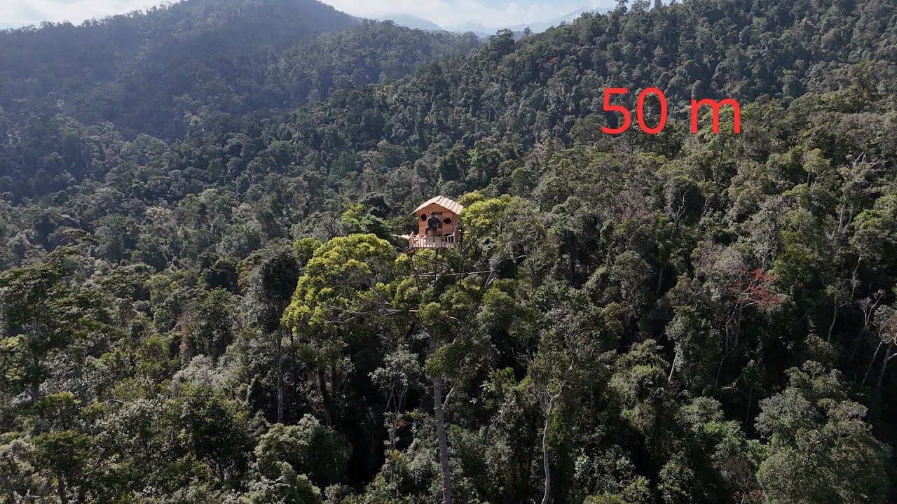 Life or Death Challenge — Climbing a 50 Meter Treehouse in the Heart of the Jungle