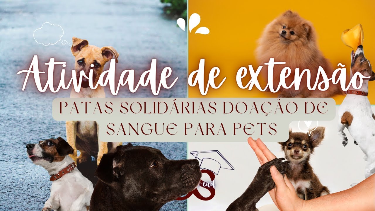 COMO REALIZAR A ATIVIDADE EXTENSIONISTA PATAS SOLIDÁRIAS DOAÇÃO DE SANGUE PARA PETS