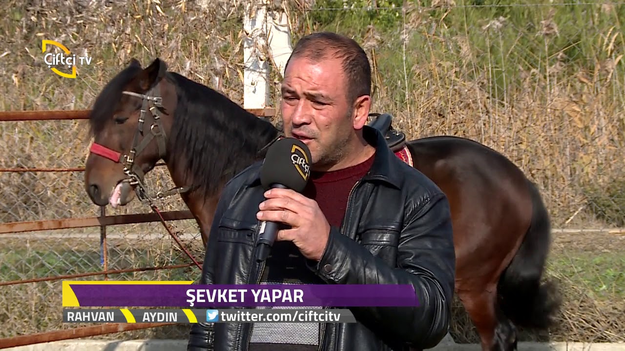 Rahvan  Atlarının  özellikleri - Rahvan