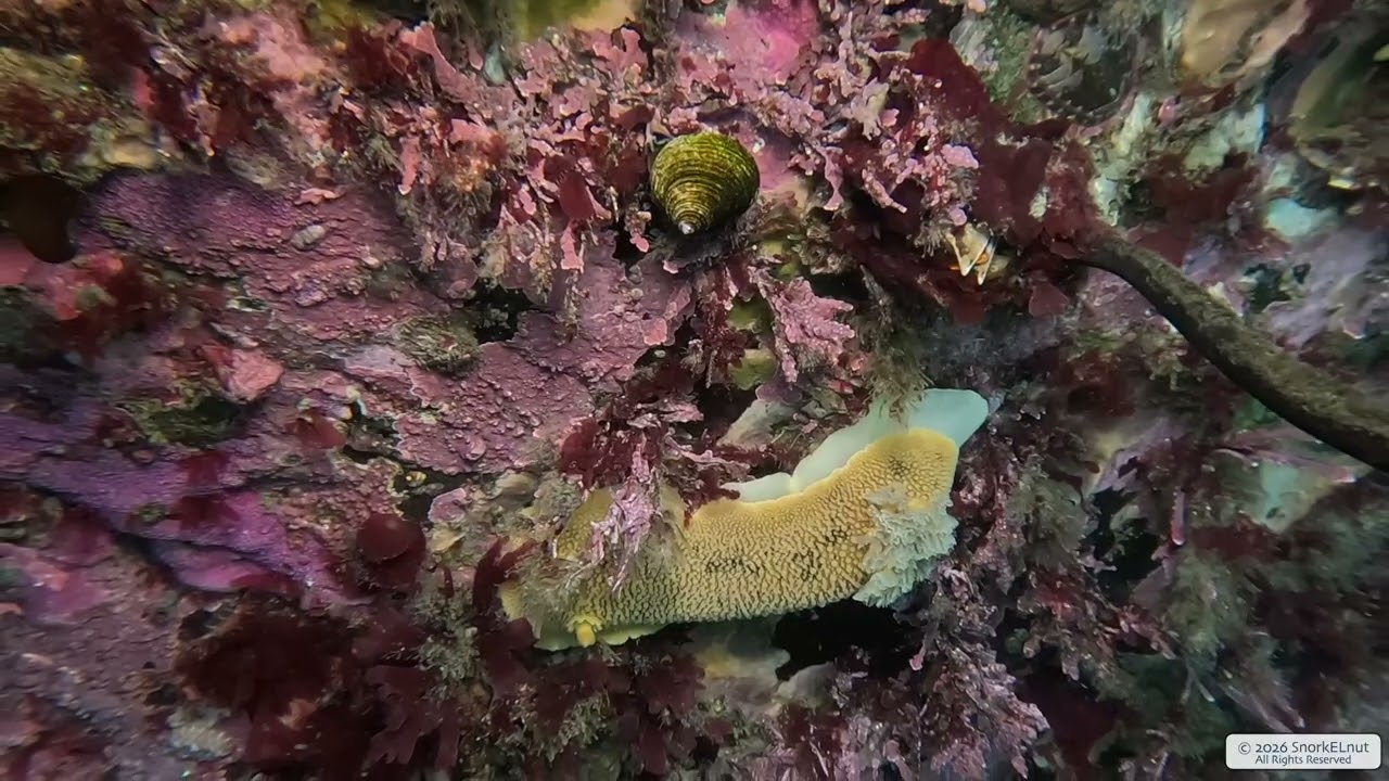 Noble Sea Lemon 2 | Vancouver Island | Underwater 4K | Snorkelling | 24 01 2026