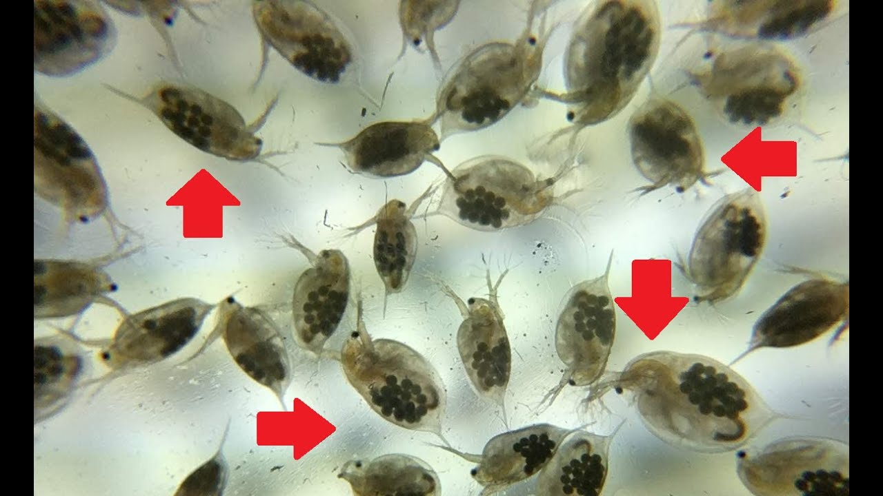 ¿Qué Tan bueno es Este Alimento?🦠🐟(Pulga de Agua)