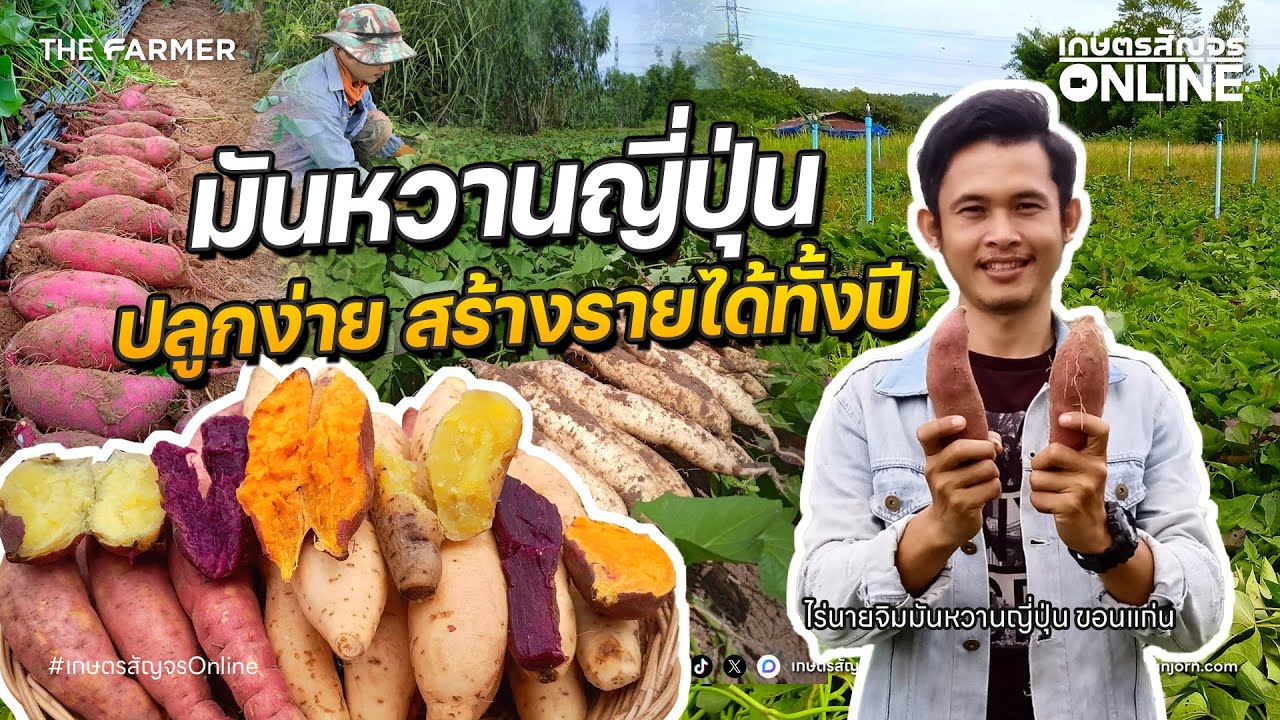 มันหวานญี่ปุ่นปลูกง่ายสร้างรายได้ตลอดทั้งปี ไร่นายจิมมันหวานญี่ปุ่น | เกษตรสัญจร 「Online」