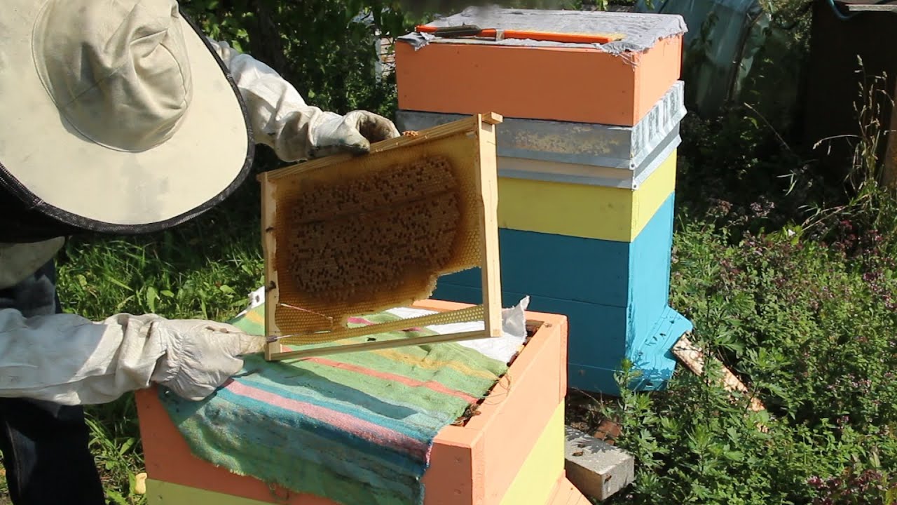 2 serija - Koriuku nušvilpimas