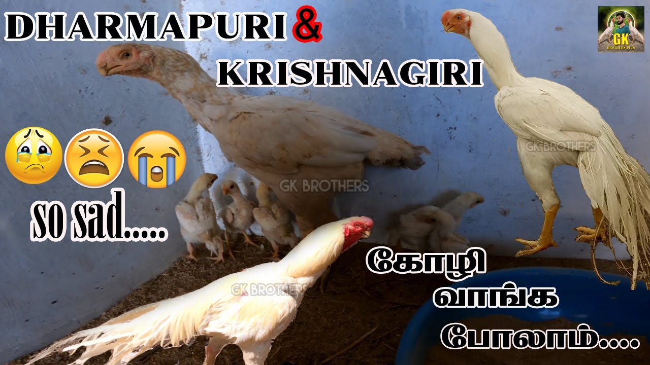 quality-னா அது இப்படித்தான் இருக்கணும்//கோழி வாங்க போலாம்... தருமபுரி & கிருஷ்ணகிரி #gk