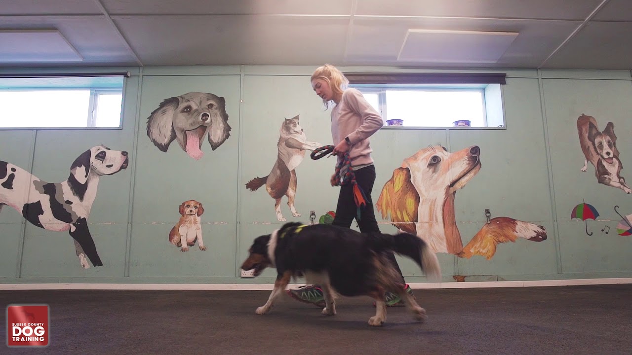 SCENTWORK UK CLASSES