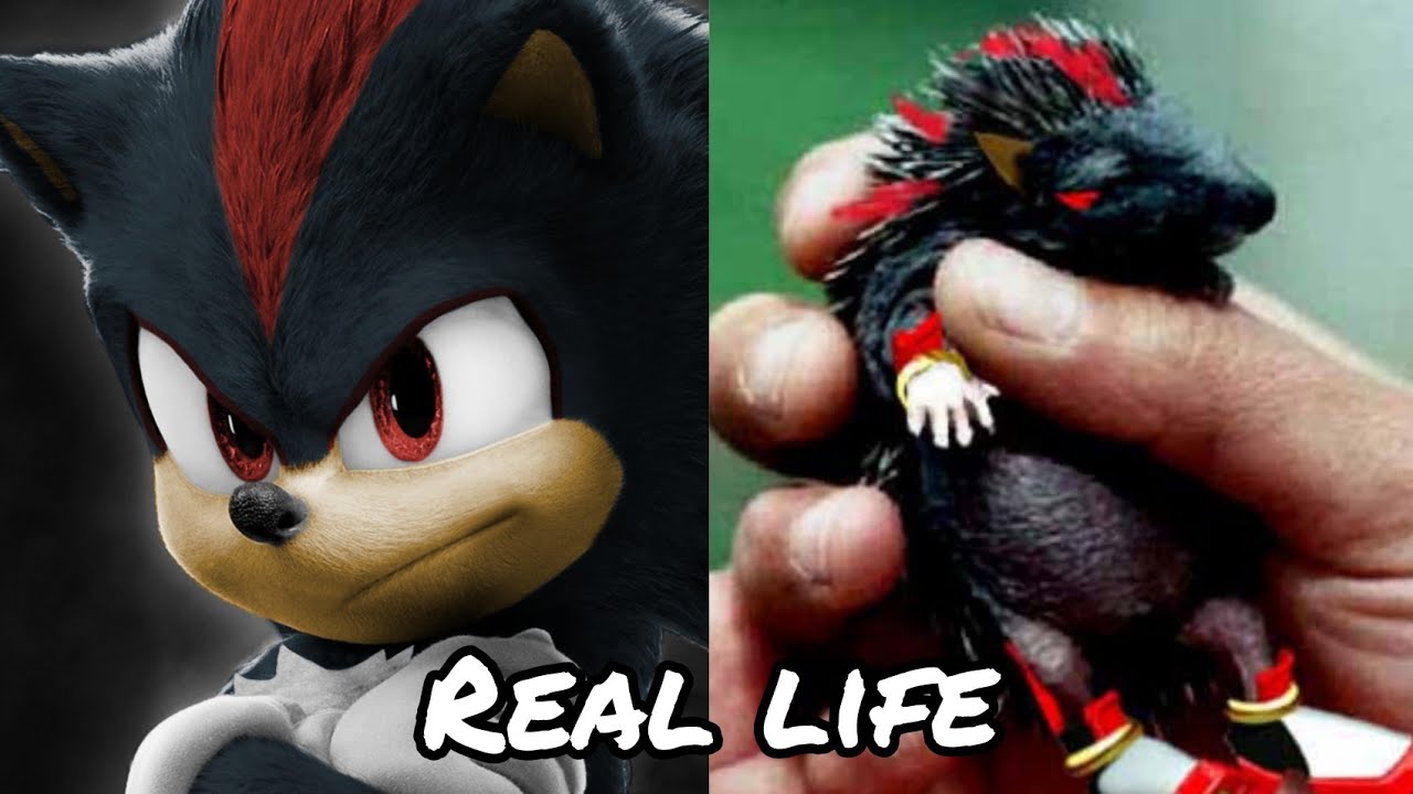 NEW SONIC MOVIE 3 Characters in Real Life 2025 💥