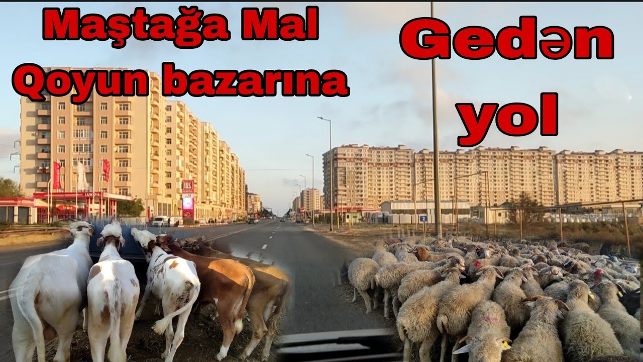 Maştağa Mal Qoyun bazarına gedən yol sona qədər izləyin #mastagamalbazari #mastagaqoyunbazari #inek
