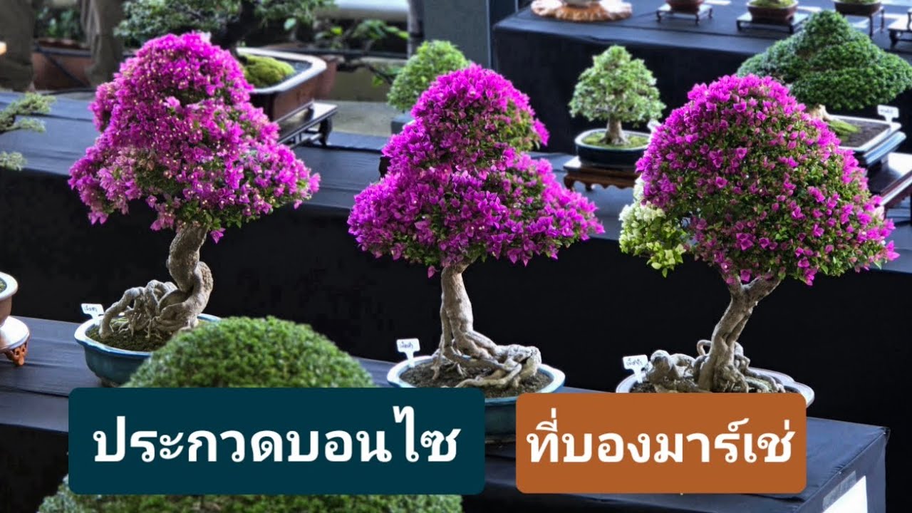 สุดยอดบอนไซ ที่บองมาร์เช่
