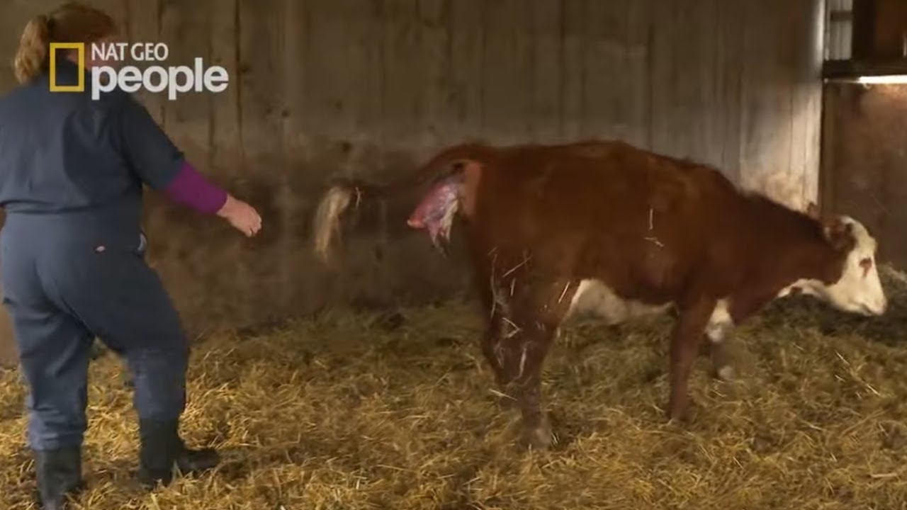 Z krowy wystawały kopyta cielaka, który nie mógł się urodzić [Niezwykły dr Pol]