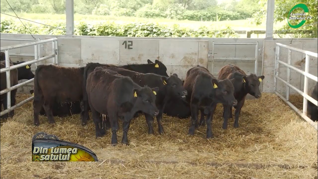 Cu cât s-au vândut exemplarele de Aberdeen Angus in cadrul licitațiilor de la Mureș