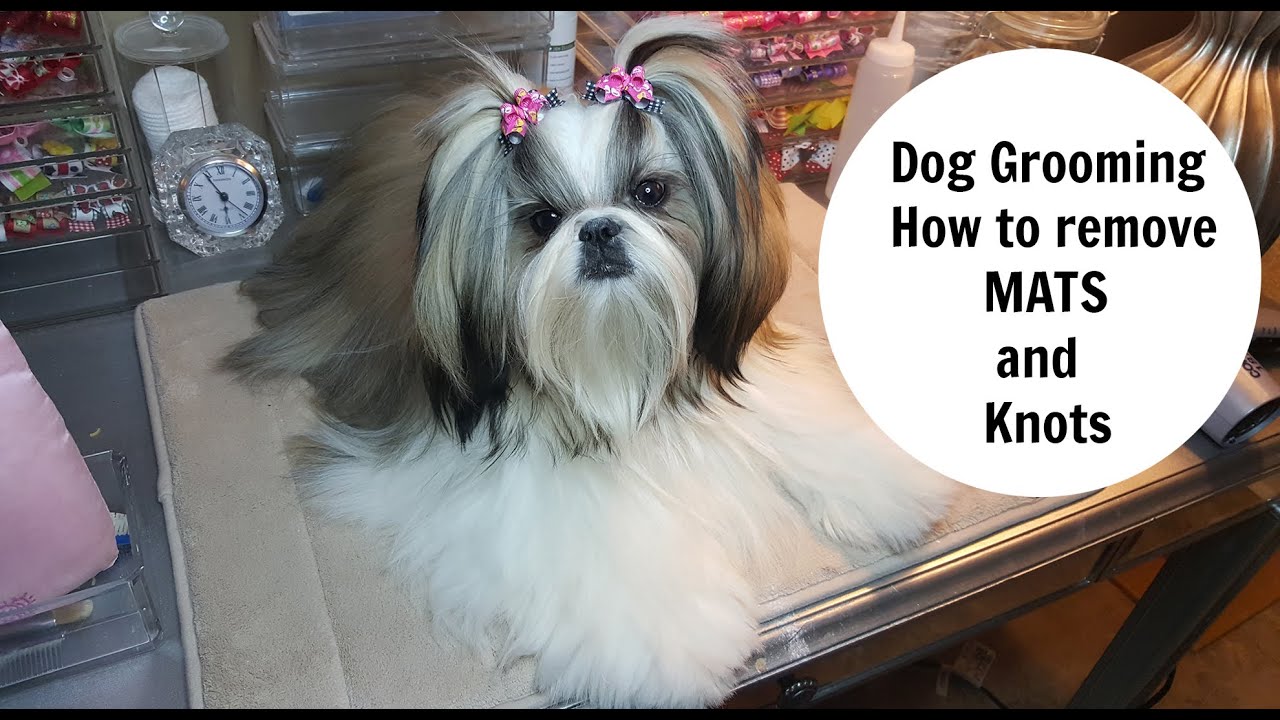 Dog Grooming -How to remove Mats and Knots