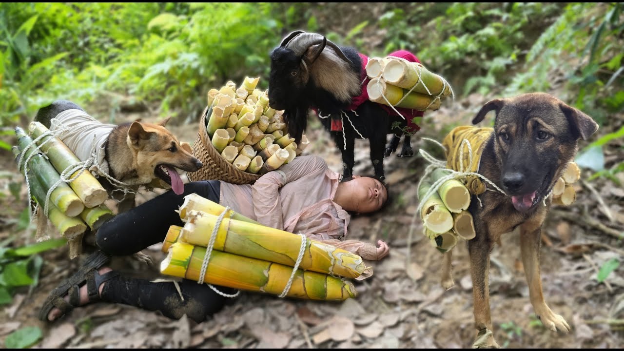 Carrying Bamboo Shoots with Dogsand Goat on the Mountain Trail - ha thi muon