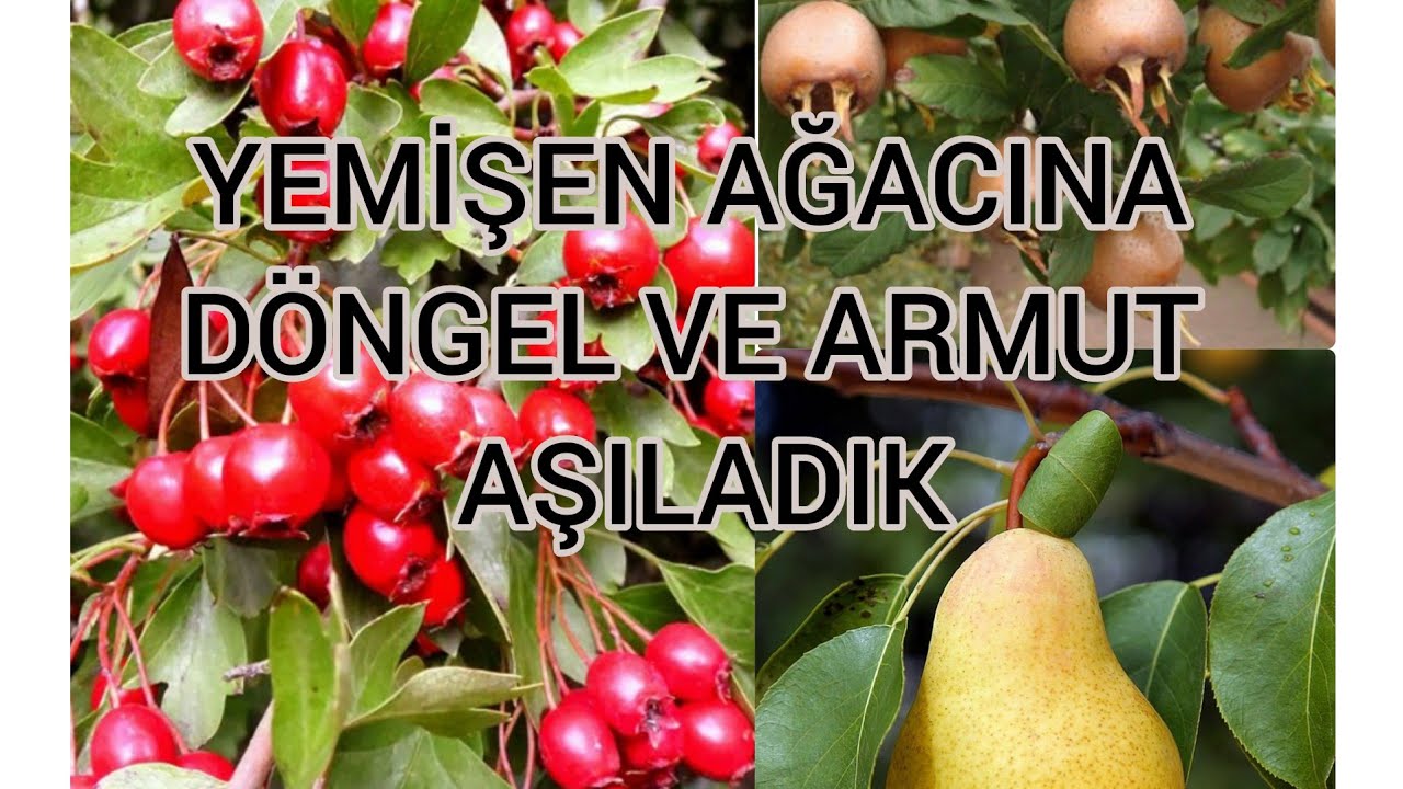 Yemişen ağacına armut ve muşmula aşıladık #grafting