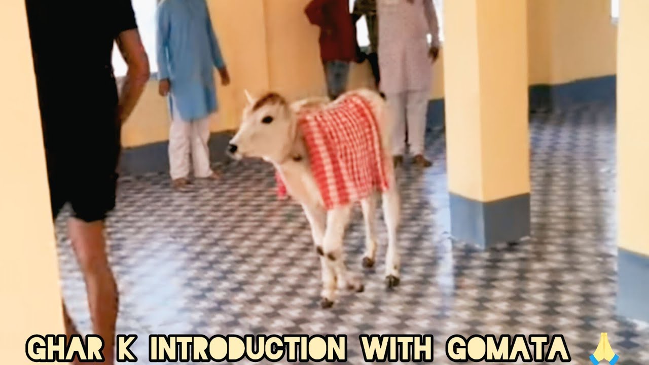 Ghar k introduction with laxmi g🙏🙏♥️#viral #blog#funny 