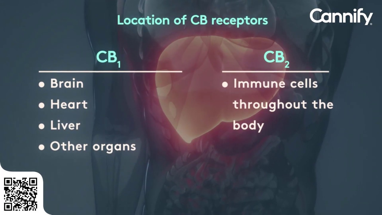 What are CB1 and CB2 receptors?