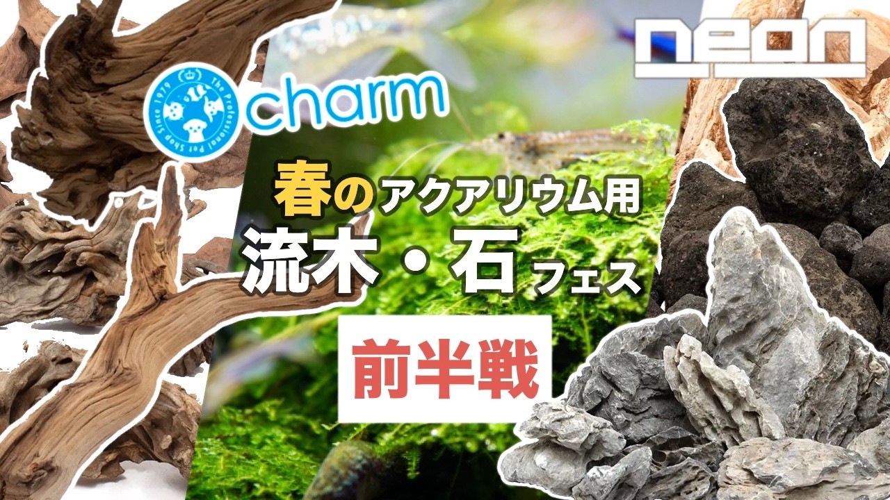 【charmセール速報！】春のアクア用流木・石フェス前半戦開催！人気な素材が目白押し！【 ne0n 】 #アクアリウム