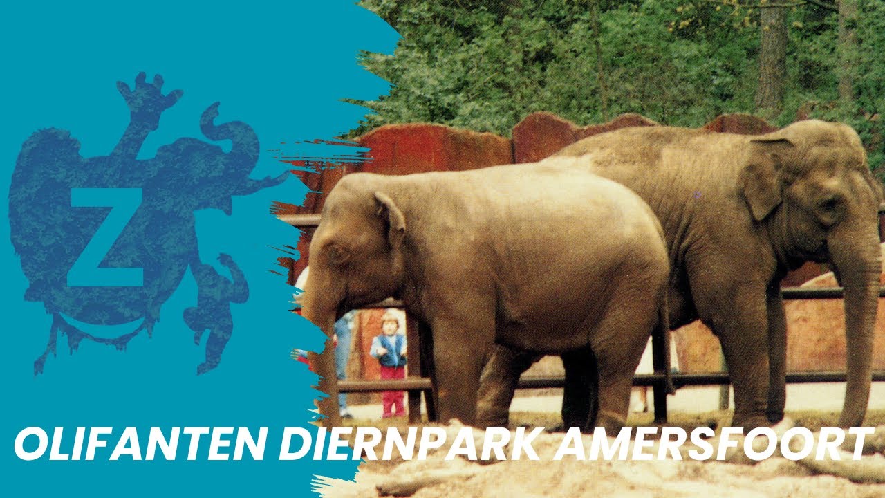 Terugblik: Dierenpark Amersfoort - Olifanten 90's
