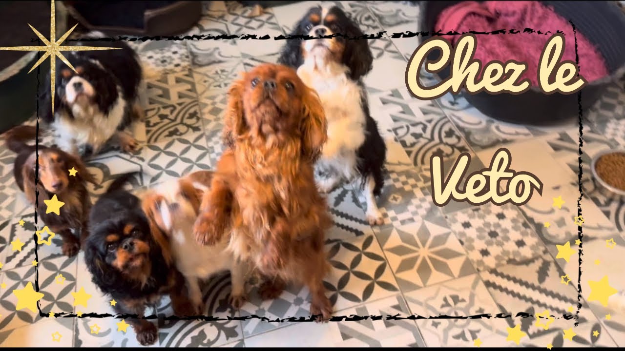 UNE JOURNÉE DANS MA PEAU #cavalierkingcharles #teckel #chihuahua #cheval #chiots 