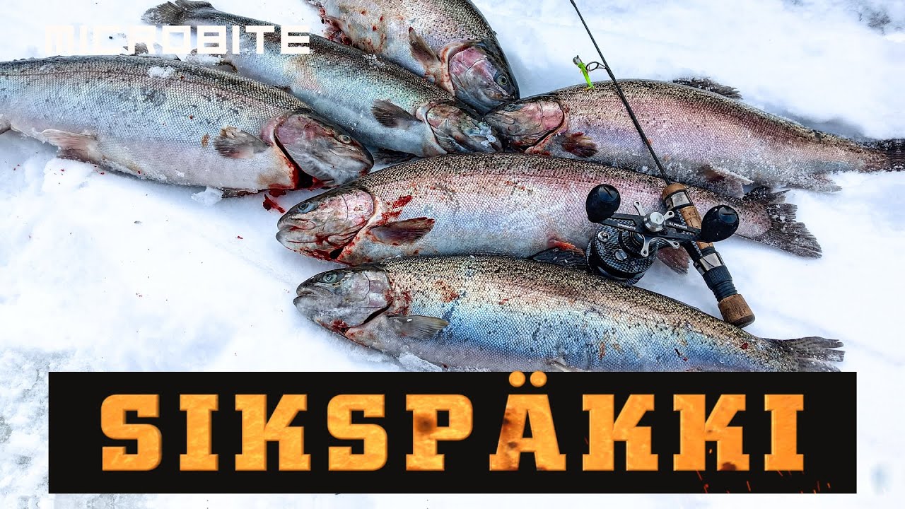 Hurja syönti Lokinlammella / Sikspäkki matkaan