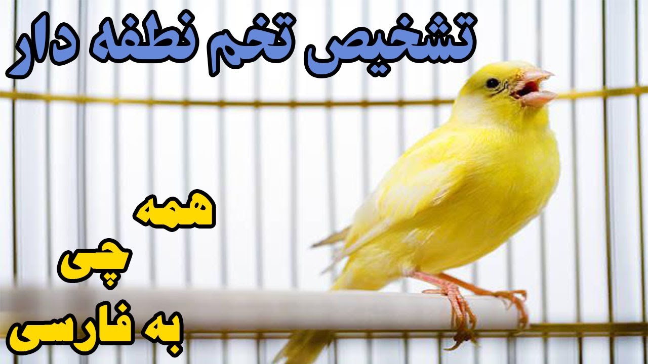 تشخیص تخم نطفه دار