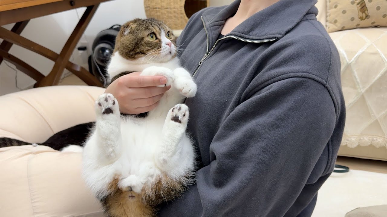 急に見知らぬ美女が家に遊びに来たら秒でオス猫が大変なことになりました…w
