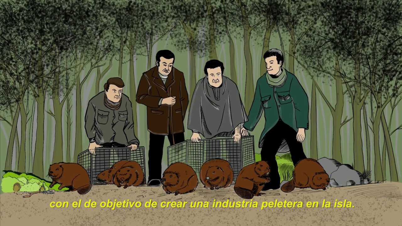 La invasión del castor en la Patagonia