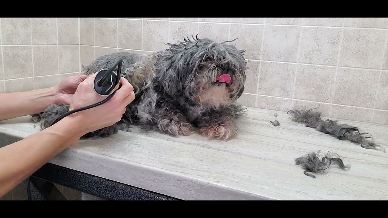 Grooming a heavily matted dog, Shih-Tzu Cross dog breed, full grooming transformation, #7 blade