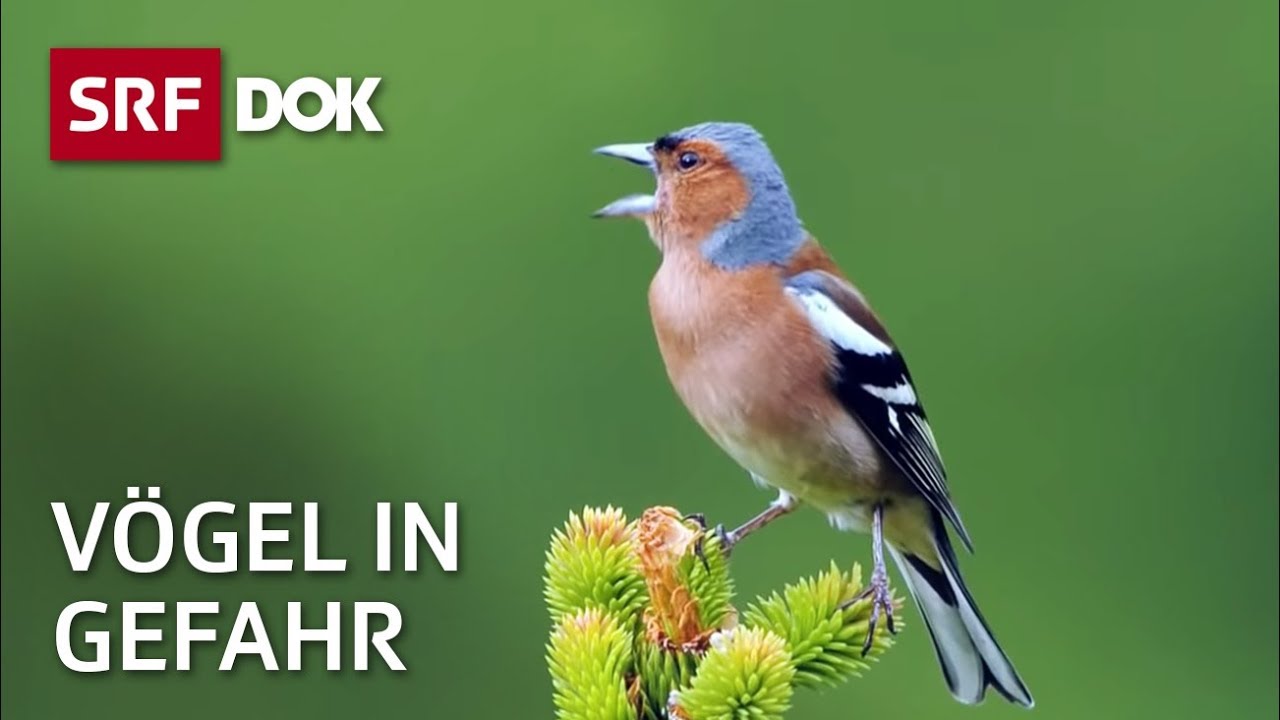 Das Schweigen der Vögel | Wie Pestizide heimische Vogelarten bedrohen | Doku | SRF Dok