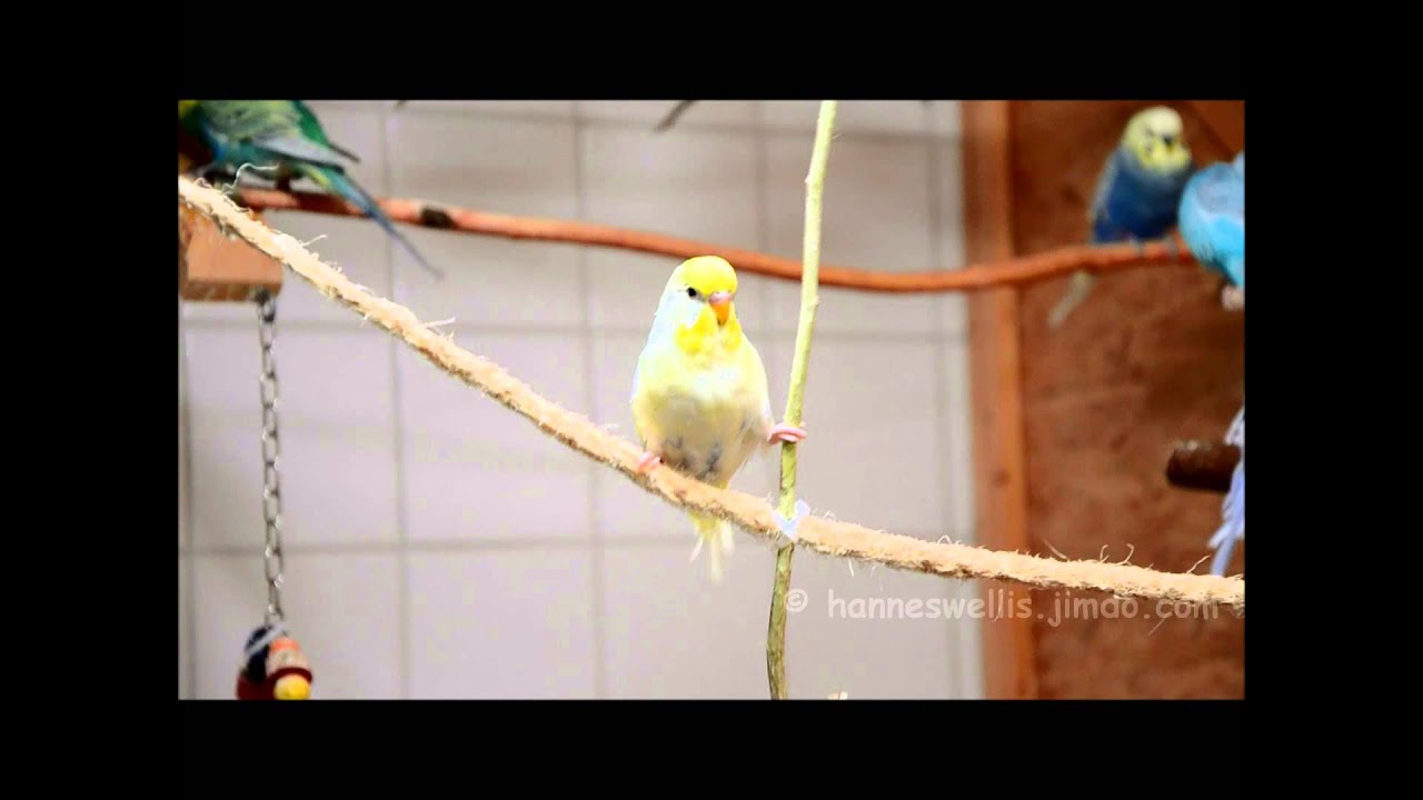 Wellensittiche beim Turnen / Budgies playing and 