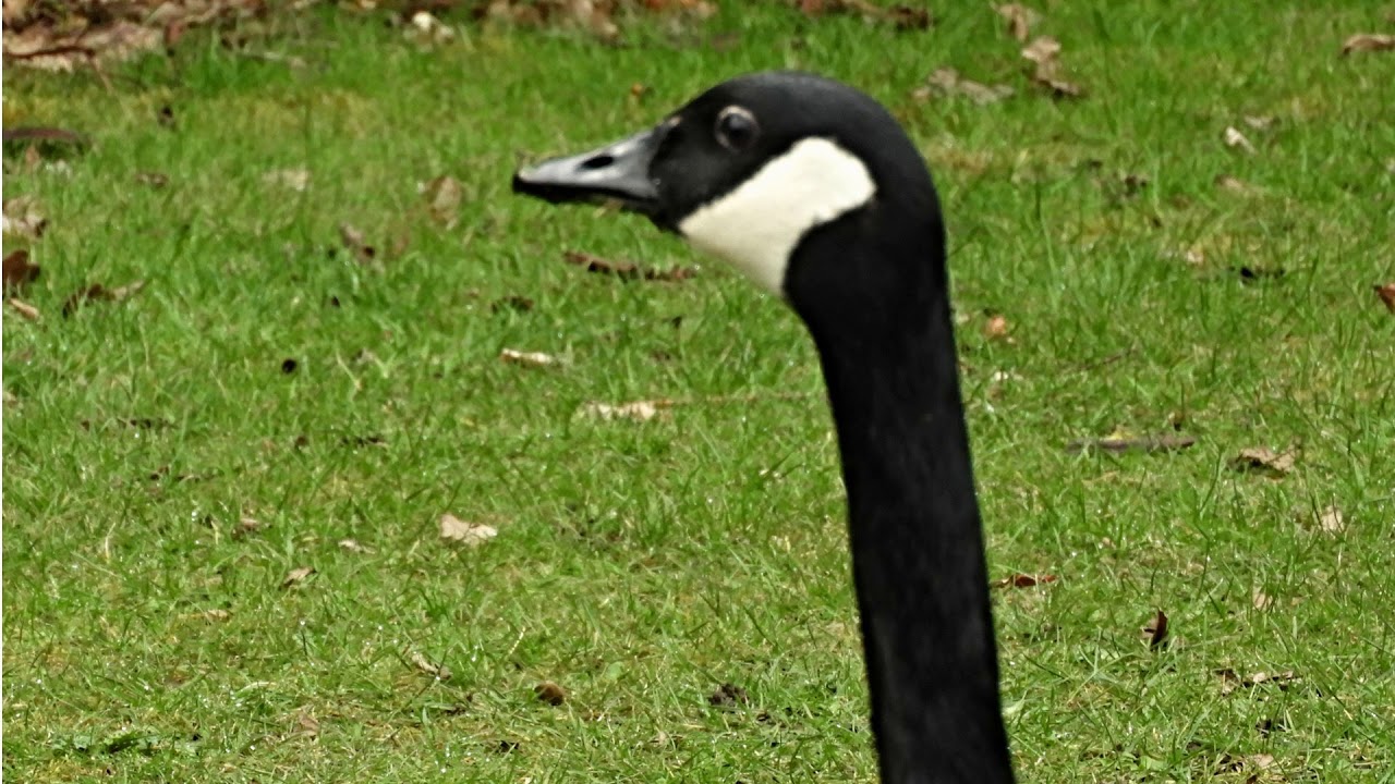 Kelsey Black Swans