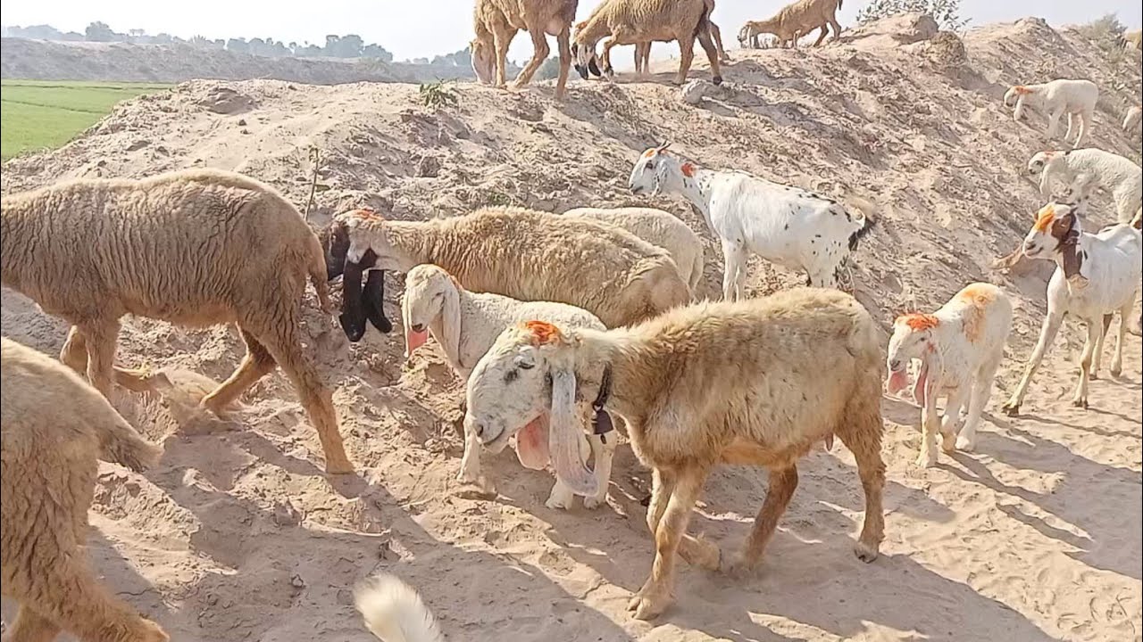Top 5 High Rated Sheep In Desert Village 🏡