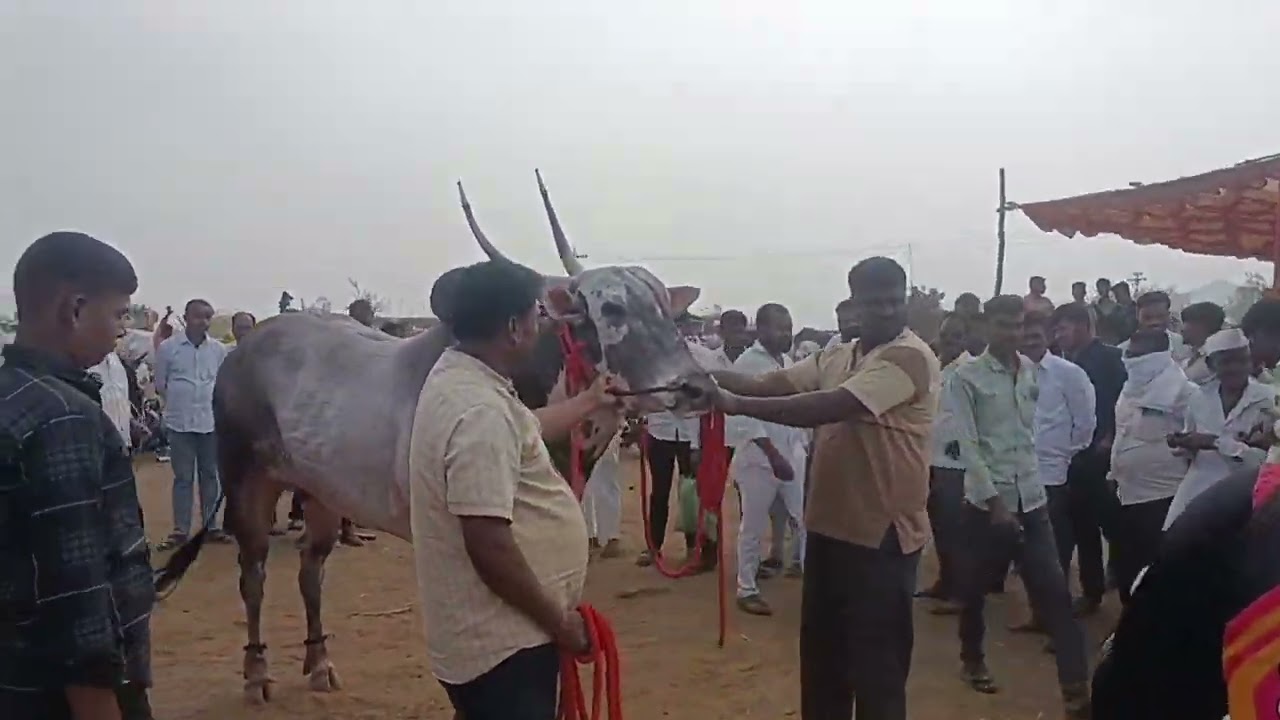 खरसुंडी यात्रा,  सिद्धापूर खाण 🔥#bakasur #sharyat#sharyatpremi #hindkesarybail #mathur 