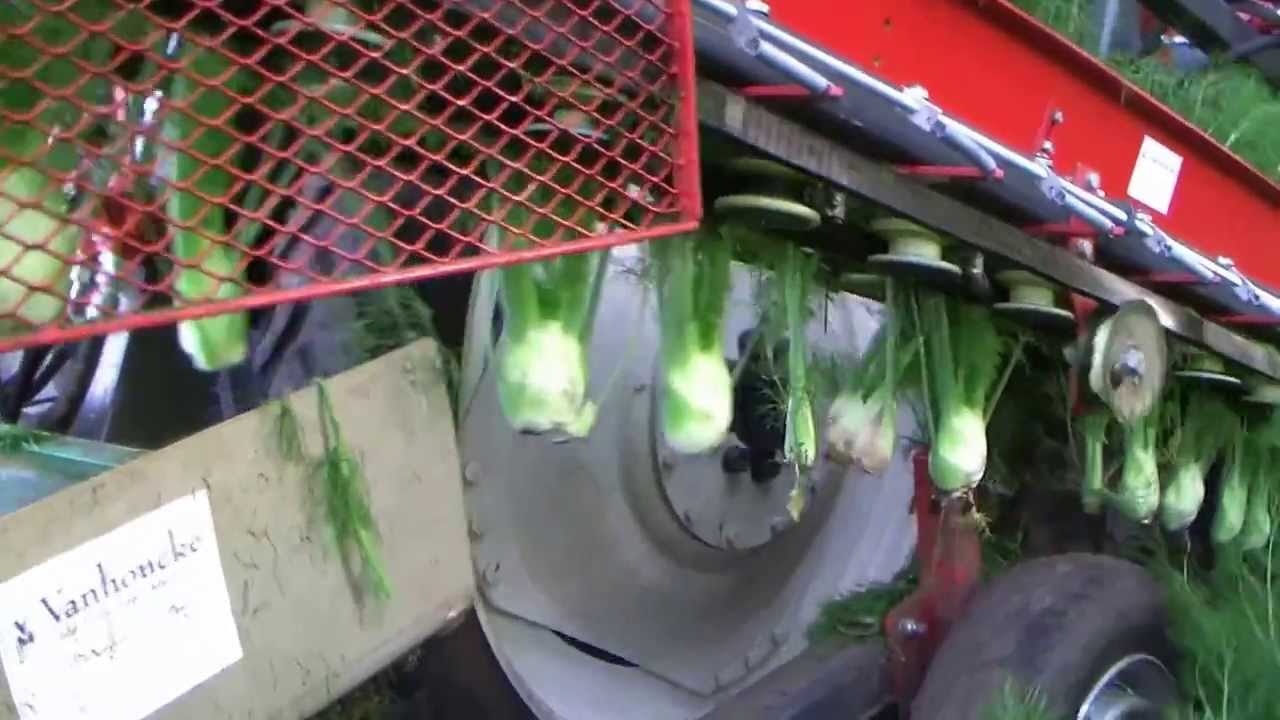 Venkelrooier - Fennel harvester - Arracheuse de fenouil - Fenchel rooier