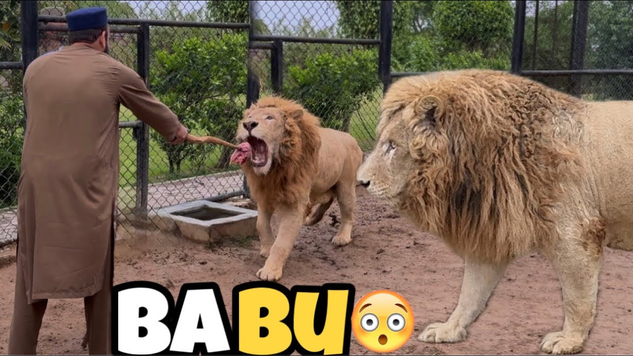 White Lion Babu Kay Faisal Pay Hamlay😱😲🦁