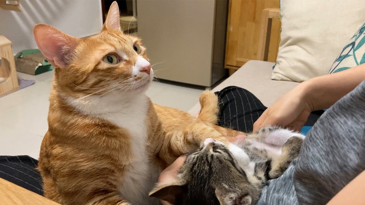 拥有两只超黏人的猫咪，是件多么幸福的事情