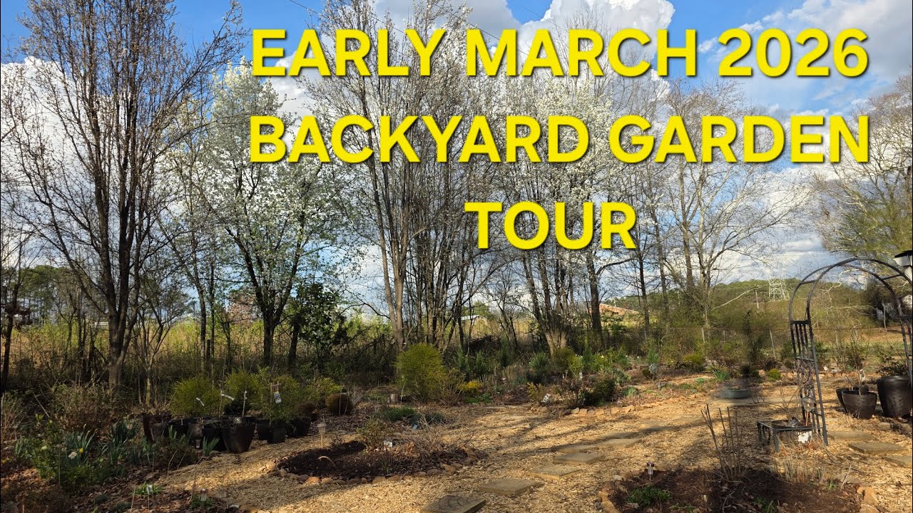 Early March 2026 Backyard Garden Tour. The Garden Is Coming Ro Life! 💐 🌹 🌸 
