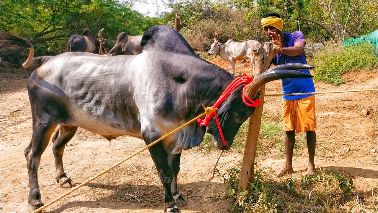 வெற்றி காளையை குளிப்பாட்டி புதிய கயிறு மாற்றுதல் | kangeyam Bull #jallikattu